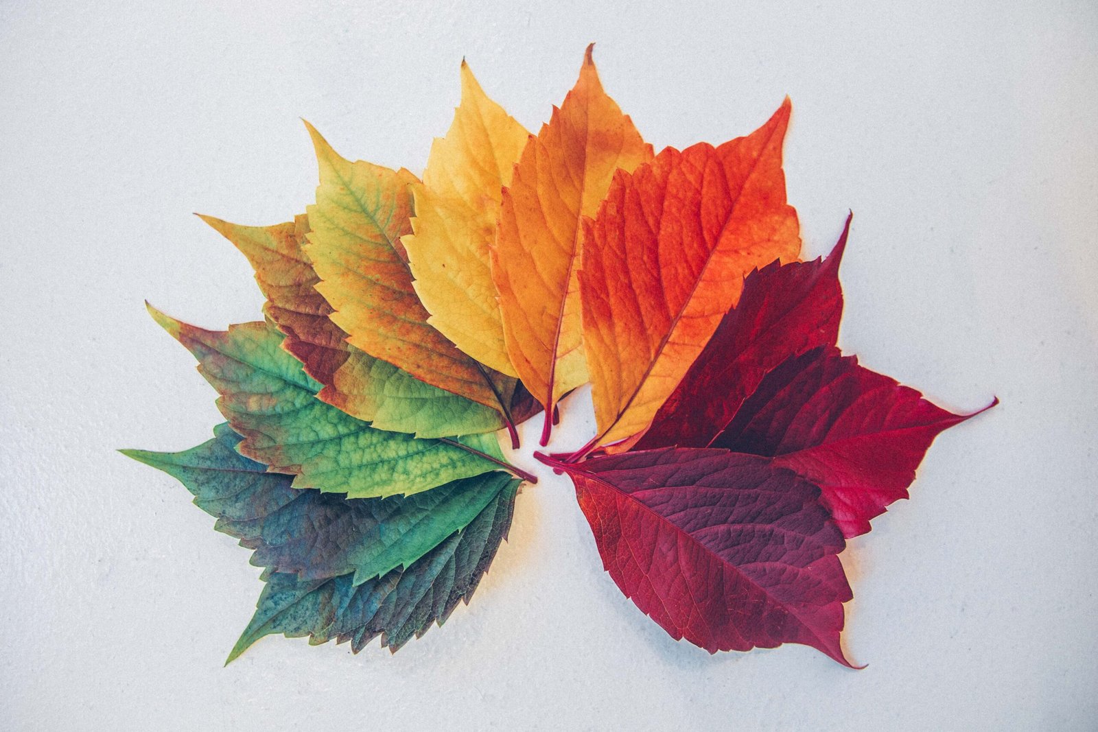 changing colored leafs symbolizing from linear thinking to systems thinking